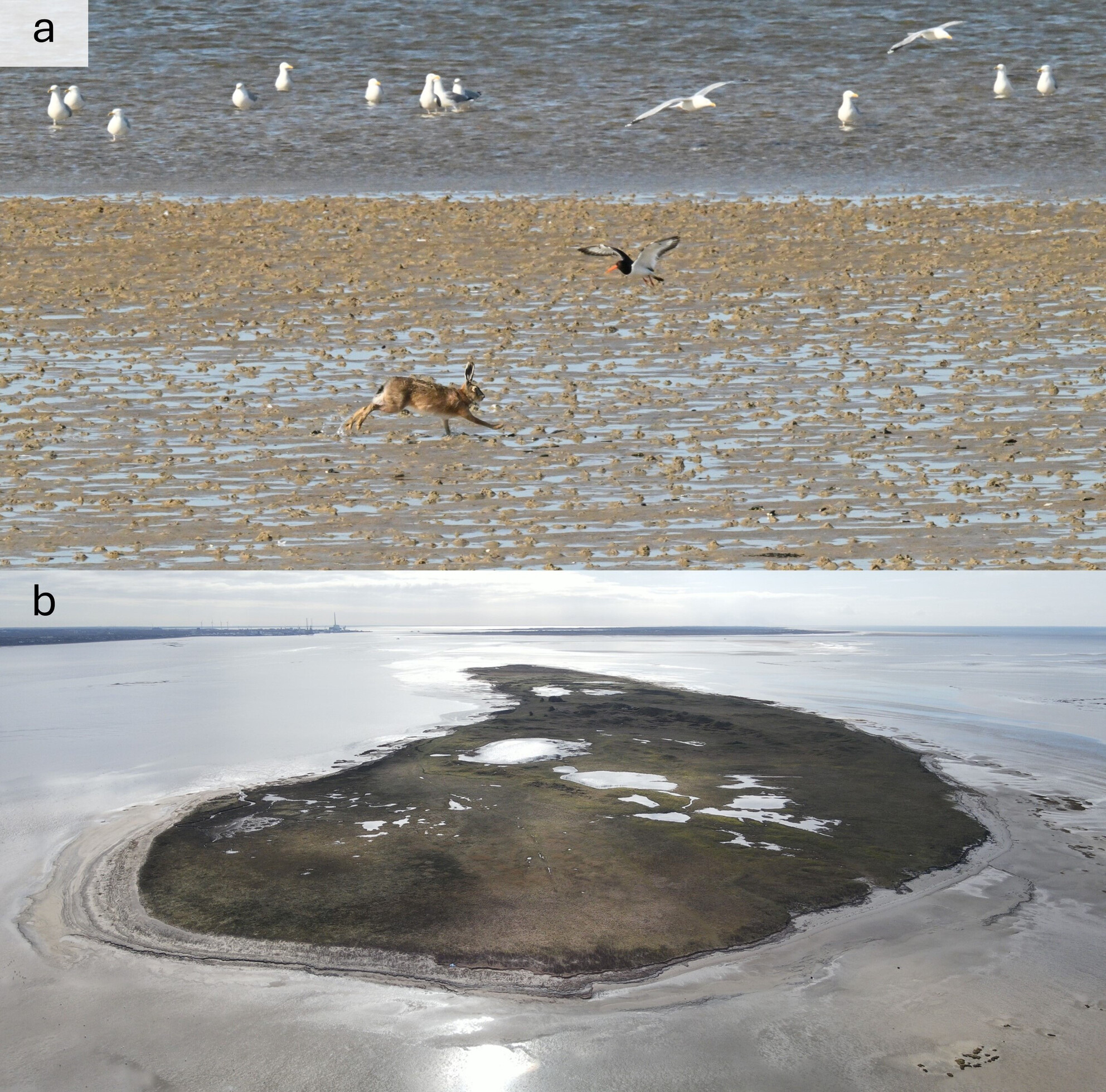 Dune Hares: Population Indices, Home Range Size, and Habitat Selection of the European Hare on a Danish Island