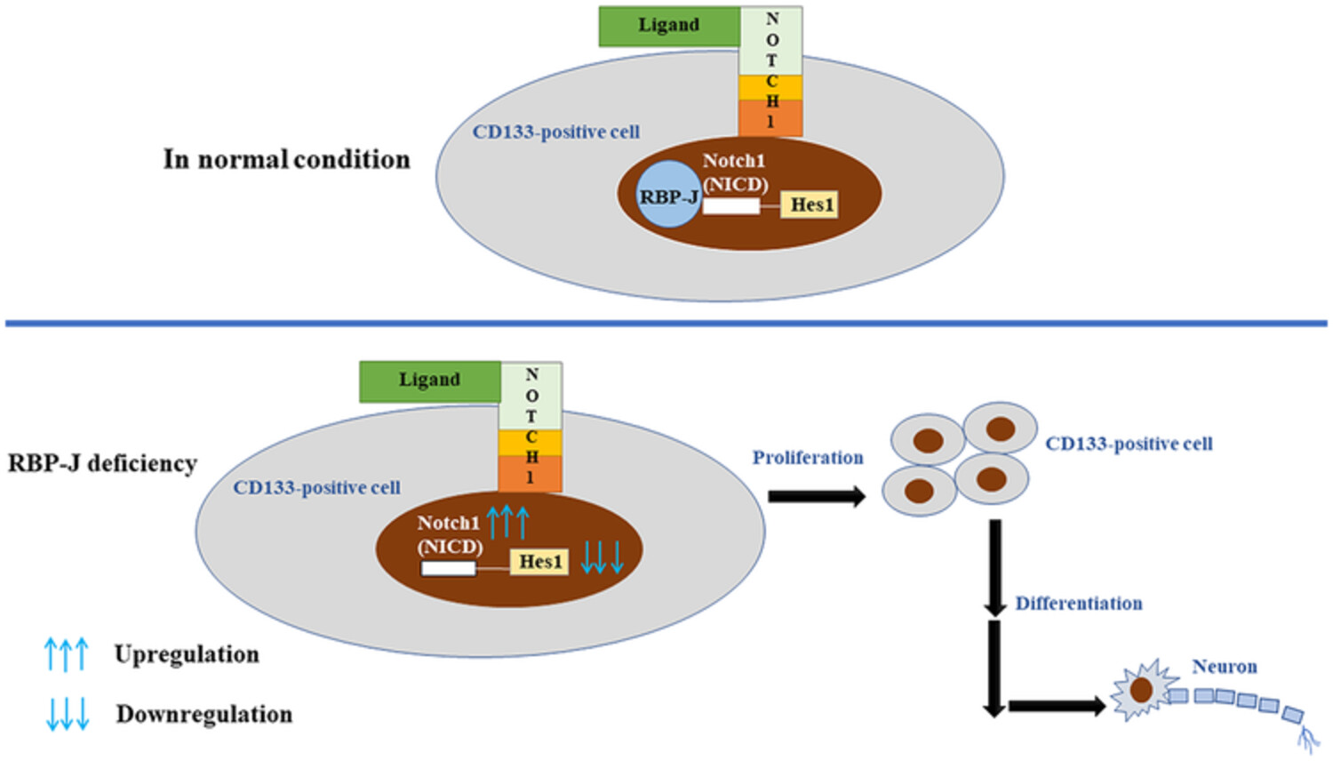 RBP-J deficiency promoted the proliferation and differentiation of CD133-positive cells in both in vitro and in vivo studies
