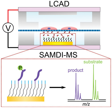 Temporal Sampling of Enzymes from Live Cells by Localized Electroporation and Quantification of Activity by SAMDI Mass Spectrometry