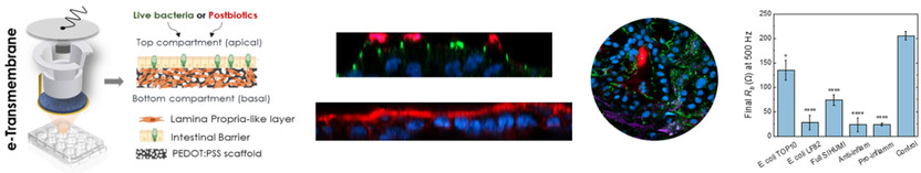 Modelling Human Gut-Microbiome Interactions in a 3D Bioelectronic Platform