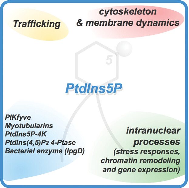 Phosphatidylinositol 5-phosphate: A nuclear stress lipid and a tuner of membranes and cytoskeleton dynamics
