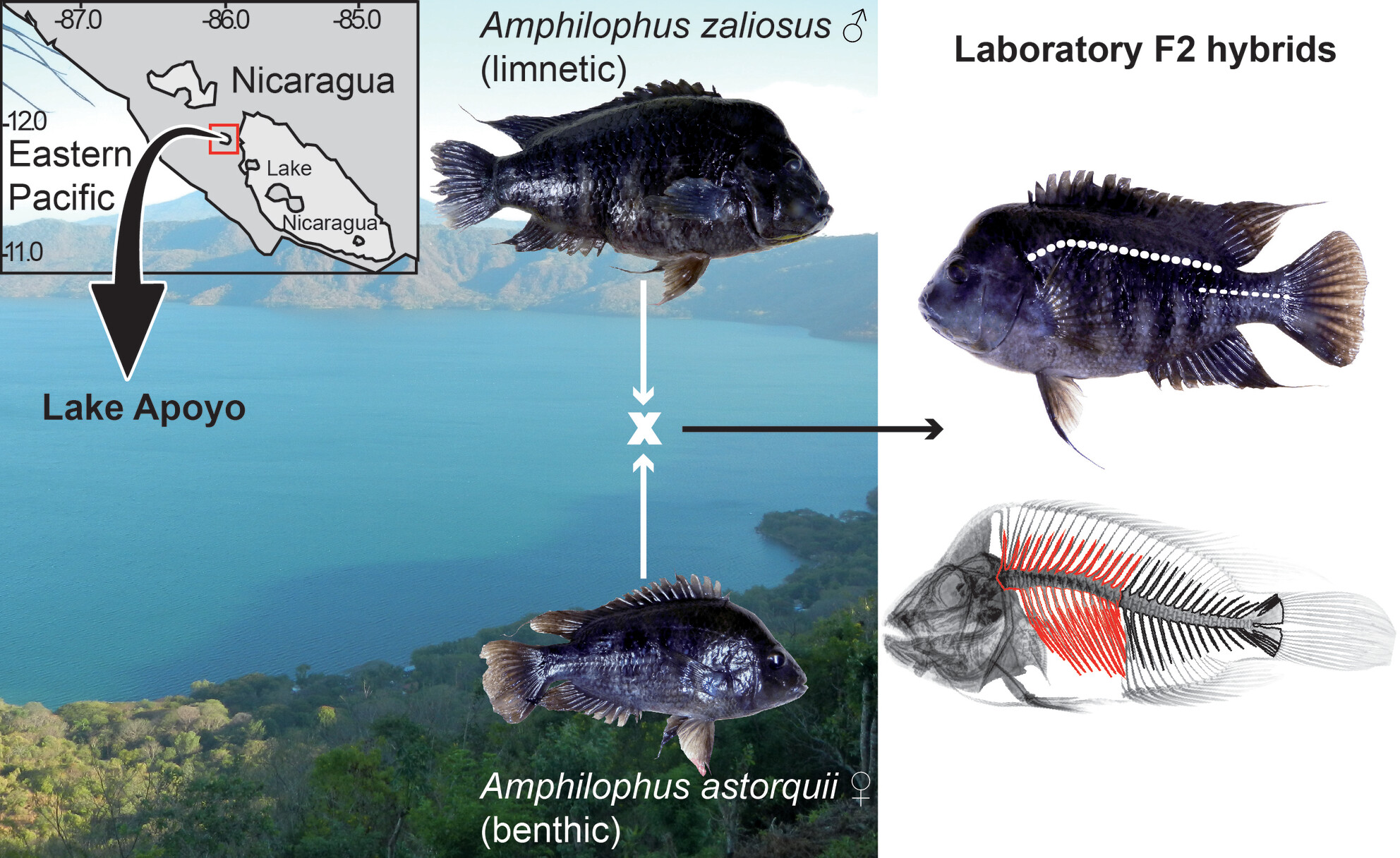 Meristic co-evolution and genomic co-localization of lateral line scales and vertebrae in Central American cichlid fishes