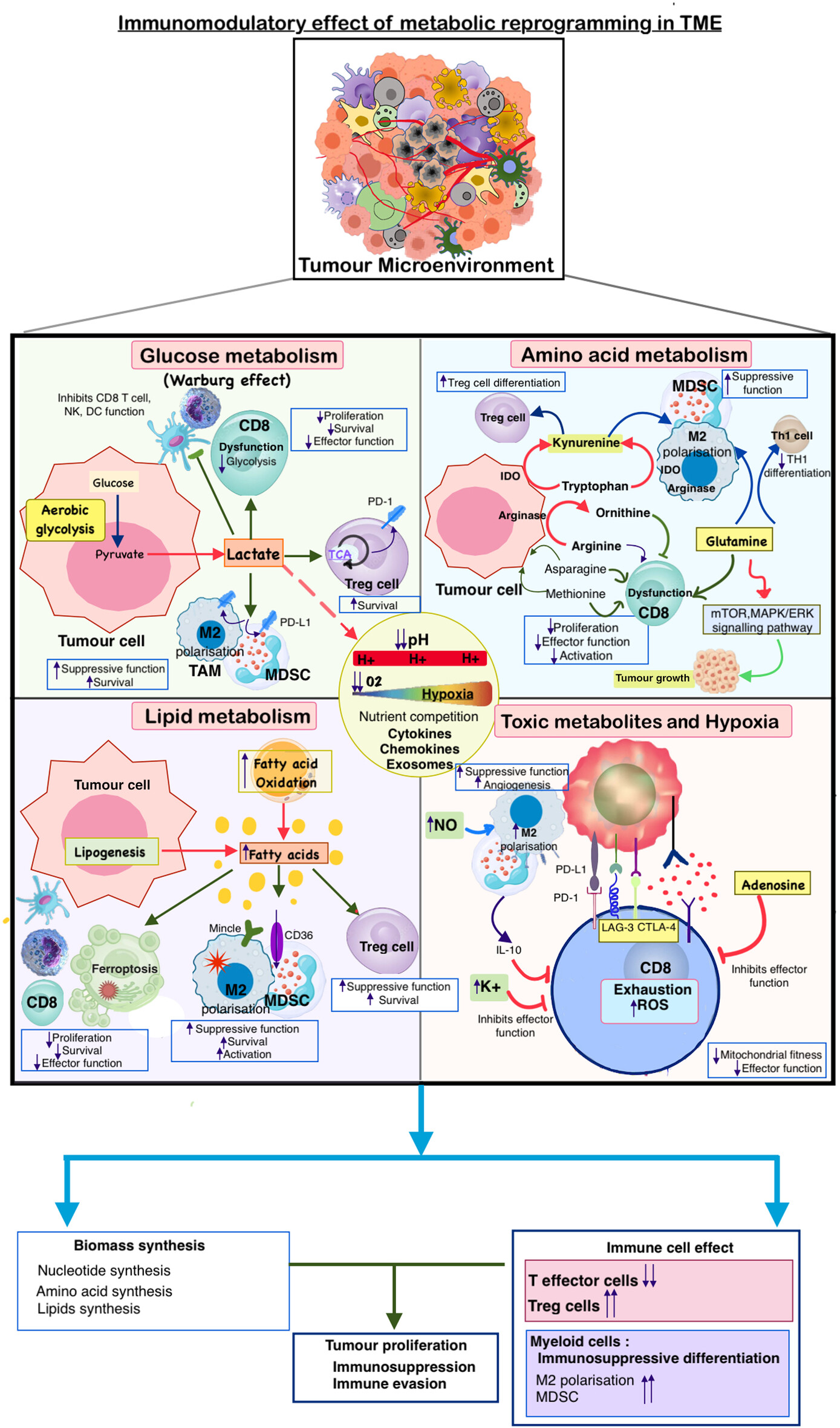 Metabolic Reprogramming in Cancer: Implications for Immunosuppressive Microenvironment