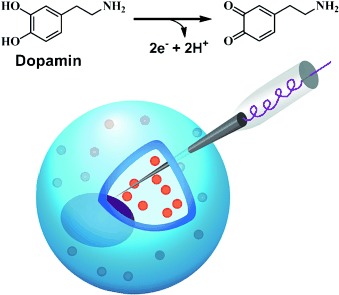 Quantitative Measurement of Transmitters in Individual Vesicles in the Cytoplasm of Single Cells with Nanotip Electrodes
