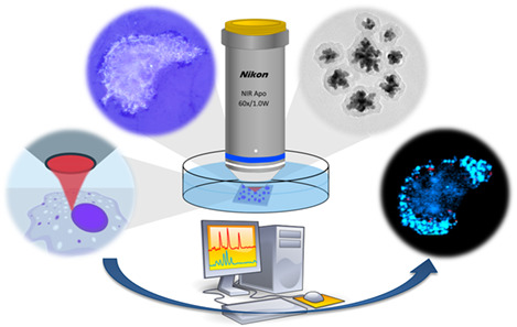 Surface enhanced Raman spectroscopy-detection of the uptake of mannose-modified nanoparticles by macrophages in vitro: A model for detection of vulnerable atherosclerotic plaques