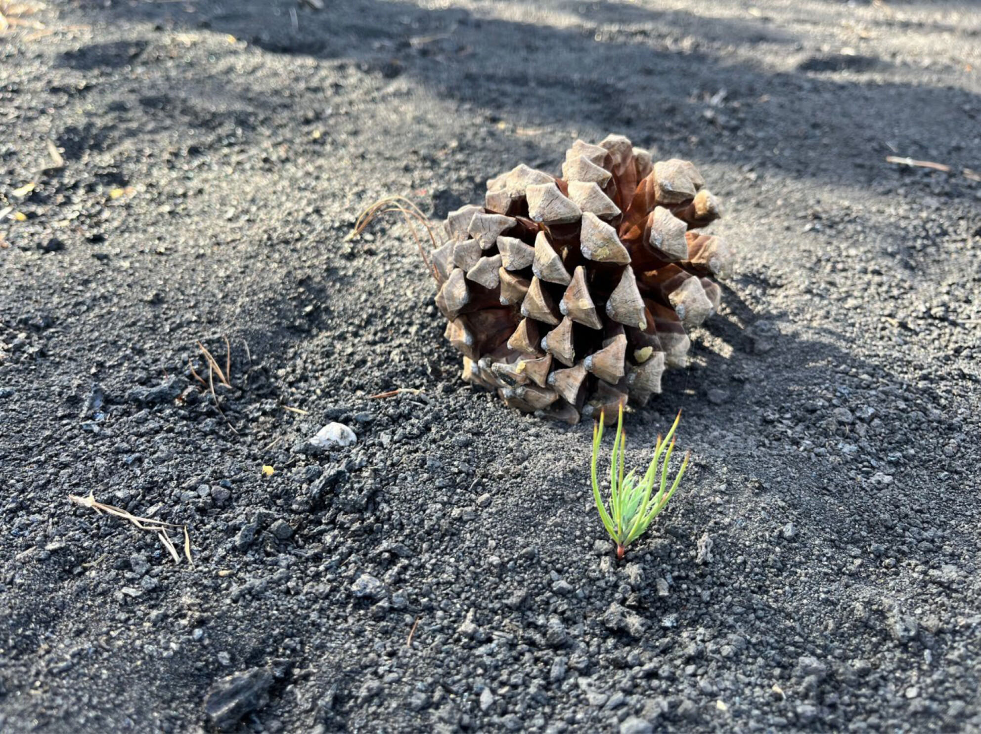 Seed Bank and Ashfalls: The Ecological Resetting Effect of the Recent Tajogaite Volcano Eruption in the Canary Pine Forest (La Palma, Spain)