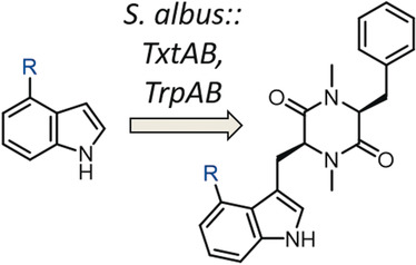 De novo Biosynthesis of “Non-Natural” Thaxtomin Phytotoxins