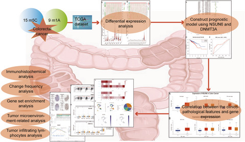 Role of m5C RNA methylation regulators in colorectal cancer prognosis and immune microenvironment