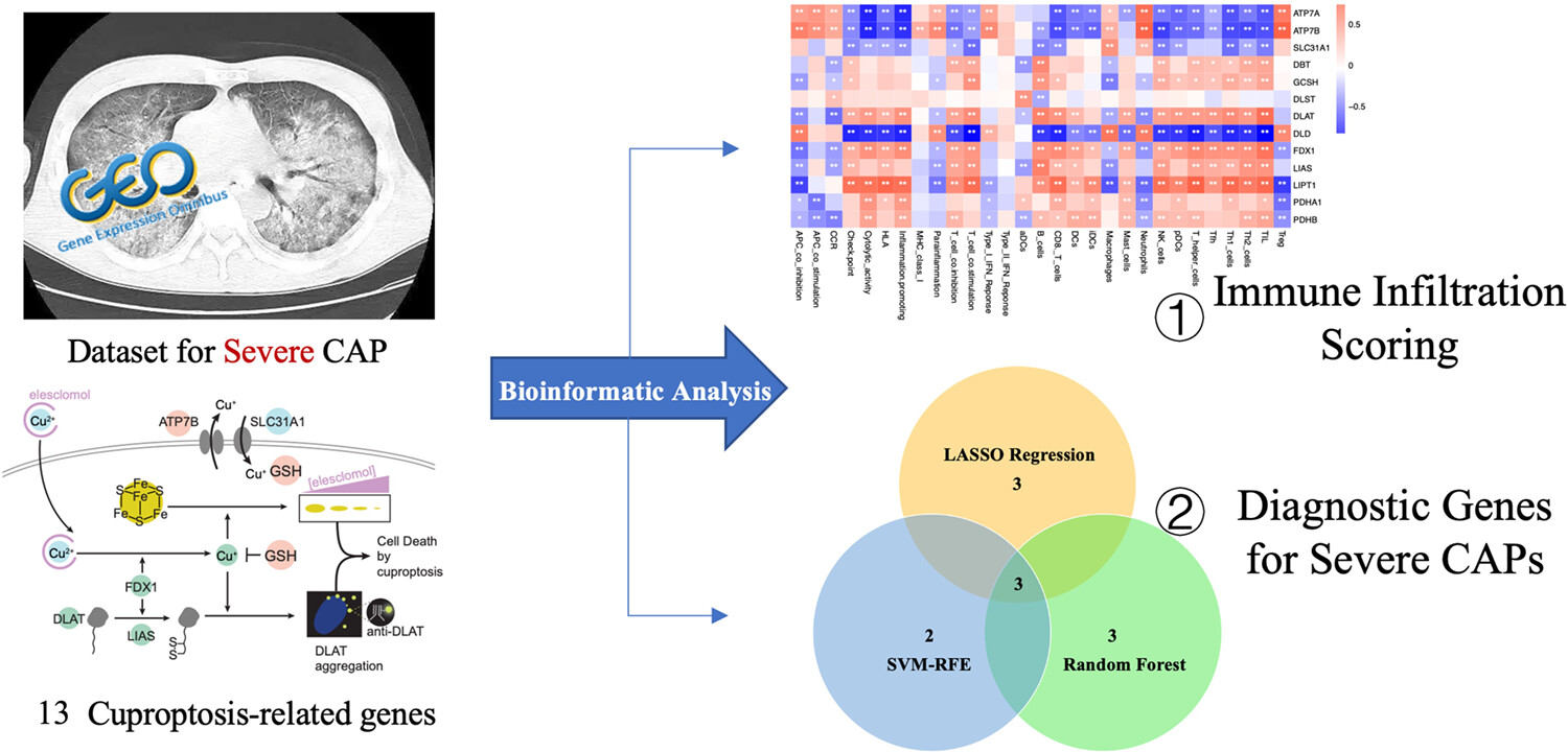 Machine learning-based identification of cuproptosis-related markers and immune infiltration in severe community-acquired pneumonia