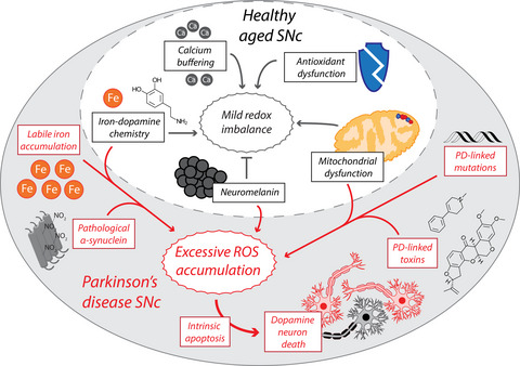 Oxidative stress in the aging substantia nigra and the etiology of Parkinson's disease