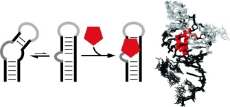 Hochmodulare Struktur und Ligandenbindung durch “Conformational Capture” in einem minimalistischen RNA-Schalter