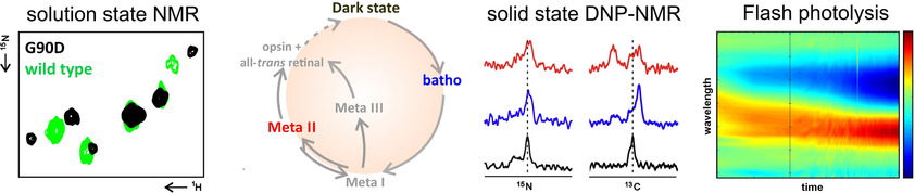 Light Dynamics of the Retinal-Disease-Relevant G90D Bovine Rhodopsin Mutant
