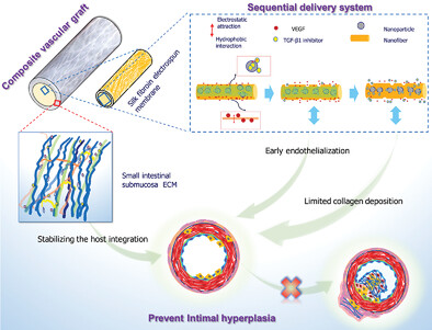 Development of a Silk Fibroin-Small Intestinal Submucosa Small-Diameter Vascular Graft with Sequential VEGF and TGF-β1 Inhibitor Delivery for In Situ Tissue Engineering