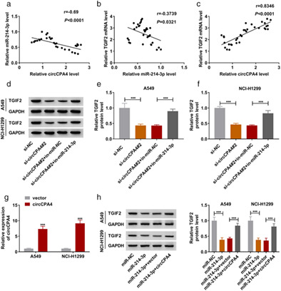 Circular RNA circCPA4 promotes tumorigenesis by regulating miR-214-3p/TGIF2 in lung cancer