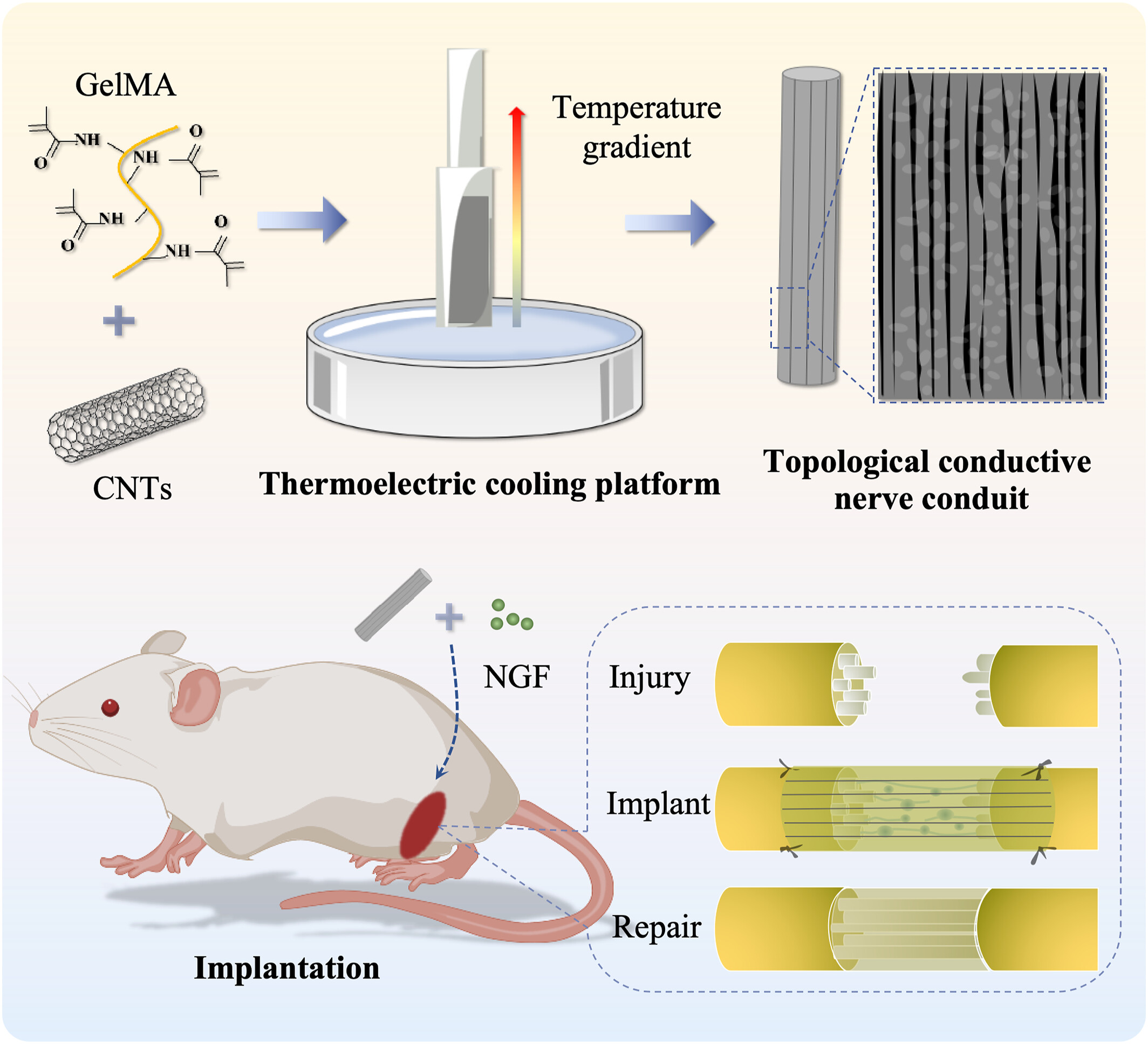 Conductive Nerve Conduits With Orientated Topological Structures From Ice-Templating Technology