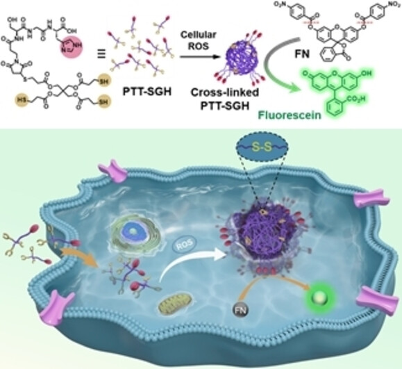 Selective Fluorescence Imaging of Cancer Cells Based on ROS-Triggered Intracellular Cross-Linking of Artificial Enzyme