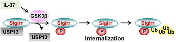 IL-37-induced activation of glycogen synthase kinase 3β promotes IL-1R8/Sigirr phosphorylation, internalization, and degradation in lung epithelial cells