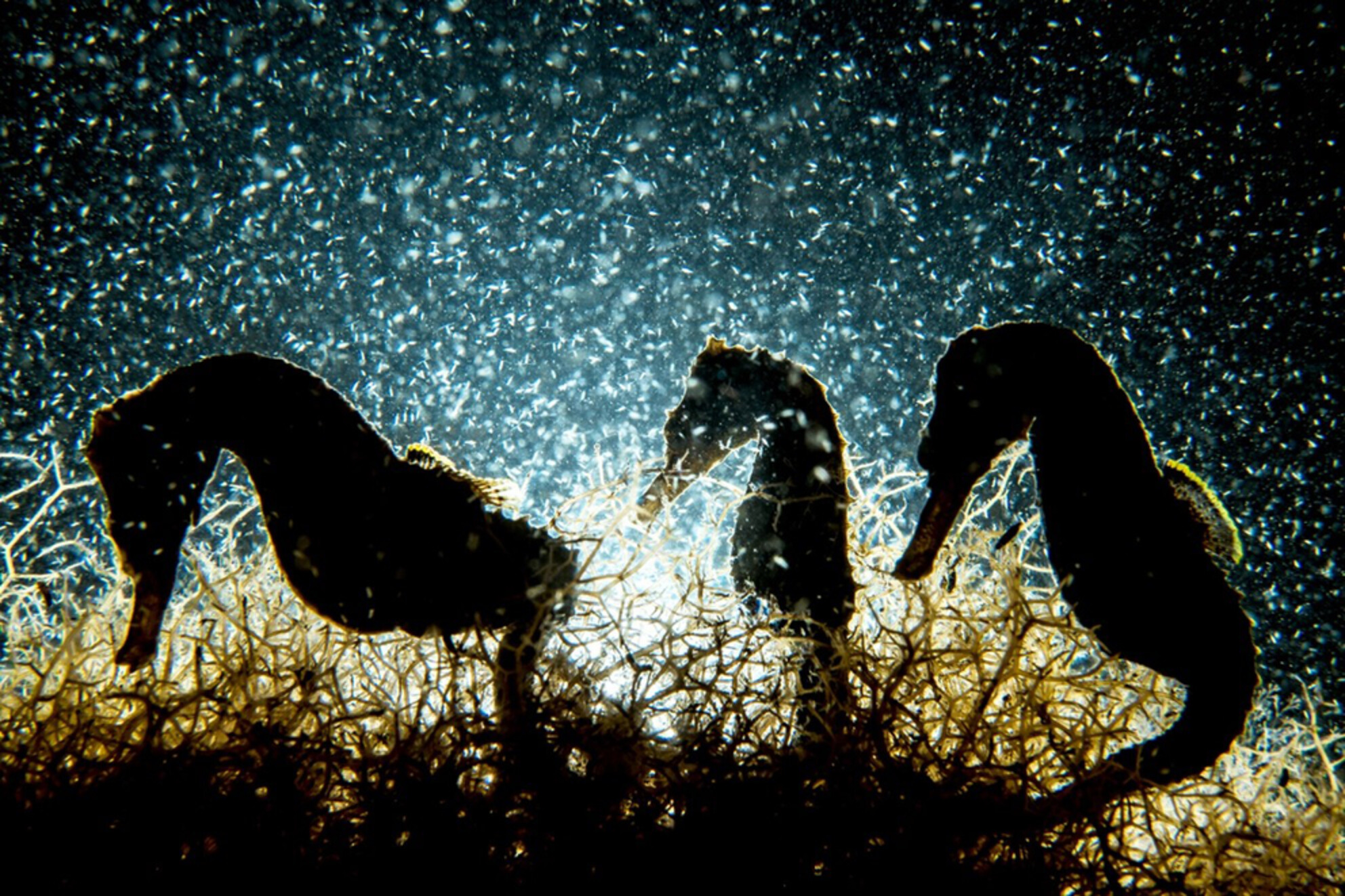 Nocturnal surveys of lined seahorses reveal increased densities and seasonal recruitment patterns