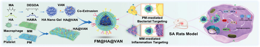 A Fused Membrane-Camouflaged Biomimetic Nanosystem for Dual-Targeted Therapy of Septic Arthritis