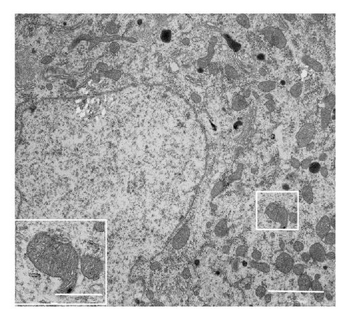 Details are in the caption following the image Details are in the caption following the image