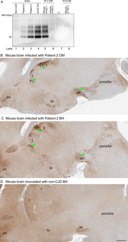 Details are in the caption following the image Details are in the caption following the image