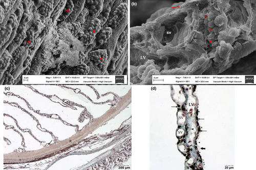 Details are in the caption following the image Details are in the caption following the image
