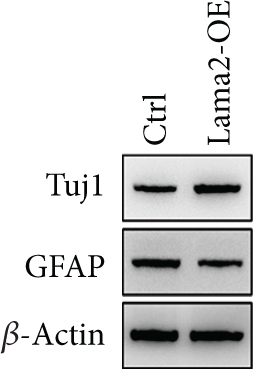 Details are in the caption following the image