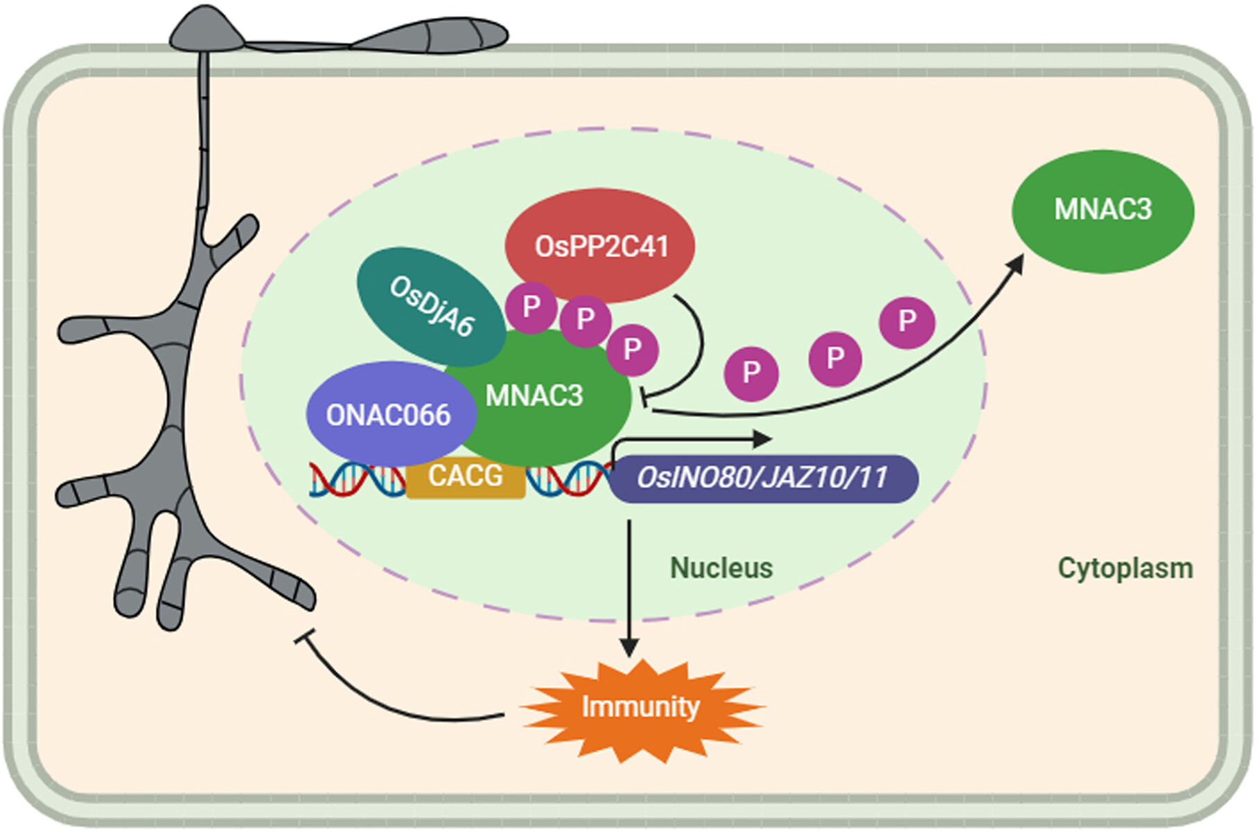 A NAC transcription factor MNAC3-centered regulatory network negatively modulates rice immunity against blast disease