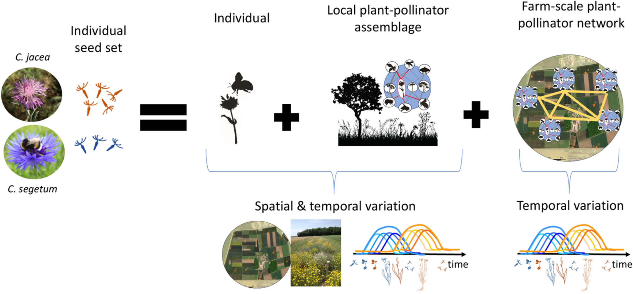 Individual flowering phenology shapes plant–pollinator interactions across ecological scales affecting plant reproduction