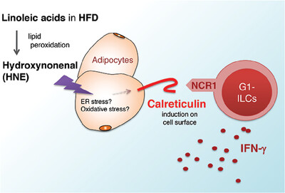 Composition of fatty acids in a high-fat diet affects adipose tissue inflammation by inducing calreticulin on adipocytes and activating group 1 innate lymphoid cells