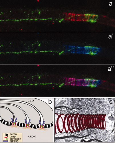 Details are in the caption following the image Details are in the caption following the image