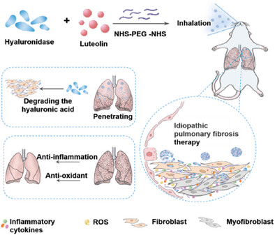 Luteolin-Loaded Hyaluronidase Nanoparticles with Deep Tissue Penetration Capability for Idiopathic Pulmonary Fibrosis Treatment