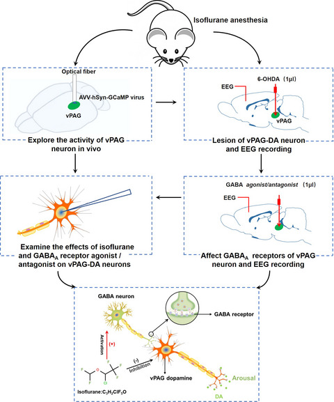 Dopamine neurons in the ventral periaqueductal gray modulate isoflurane anesthesia in rats