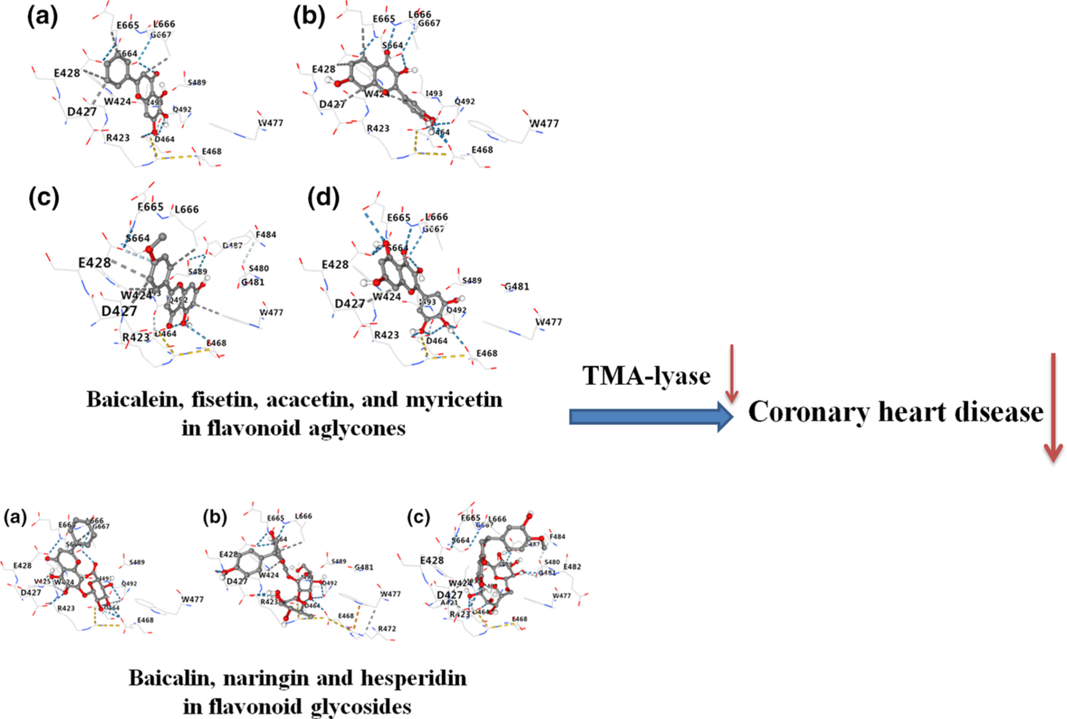 Virtual screening analysis of natural flavonoids as trimethylamine (TMA)-lyase inhibitors for coronary heart disease