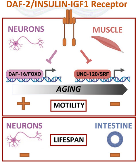 DAF-2/insulin IGF-1 receptor regulates motility during aging by integrating opposite signaling from muscle and neuronal tissues