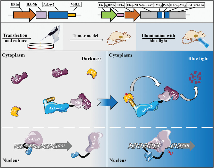 Split-Cas9-based targeted gene editing and nanobody-mediated proteolysis-targeting chimeras optogenetically coordinated regulation of Survivin to control the fate of cancer cells