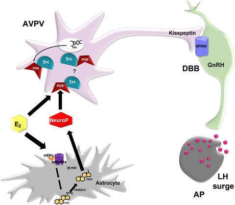 Progesterone receptor-Src kinase signaling pathway mediates neuroprogesterone induction of the luteinizing hormone surge in female rats