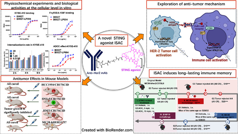 Next-Generation HER-2 Tumor-Targeted Delivery of the STING Agonist Immune-Stimulating Antibody Conjugate (ISAC) Improves Anticancer Efficacy and Induces Immunological Memory