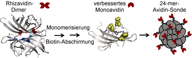 A Rhizavidin Monomer with Nearly Multimeric Avidin-Like Binding Stability Against Biotin Conjugates