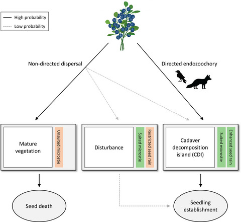 Directed endozoochorous dispersal by scavengers facilitate sexual reproduction in otherwise clonal plants at cadaver sites