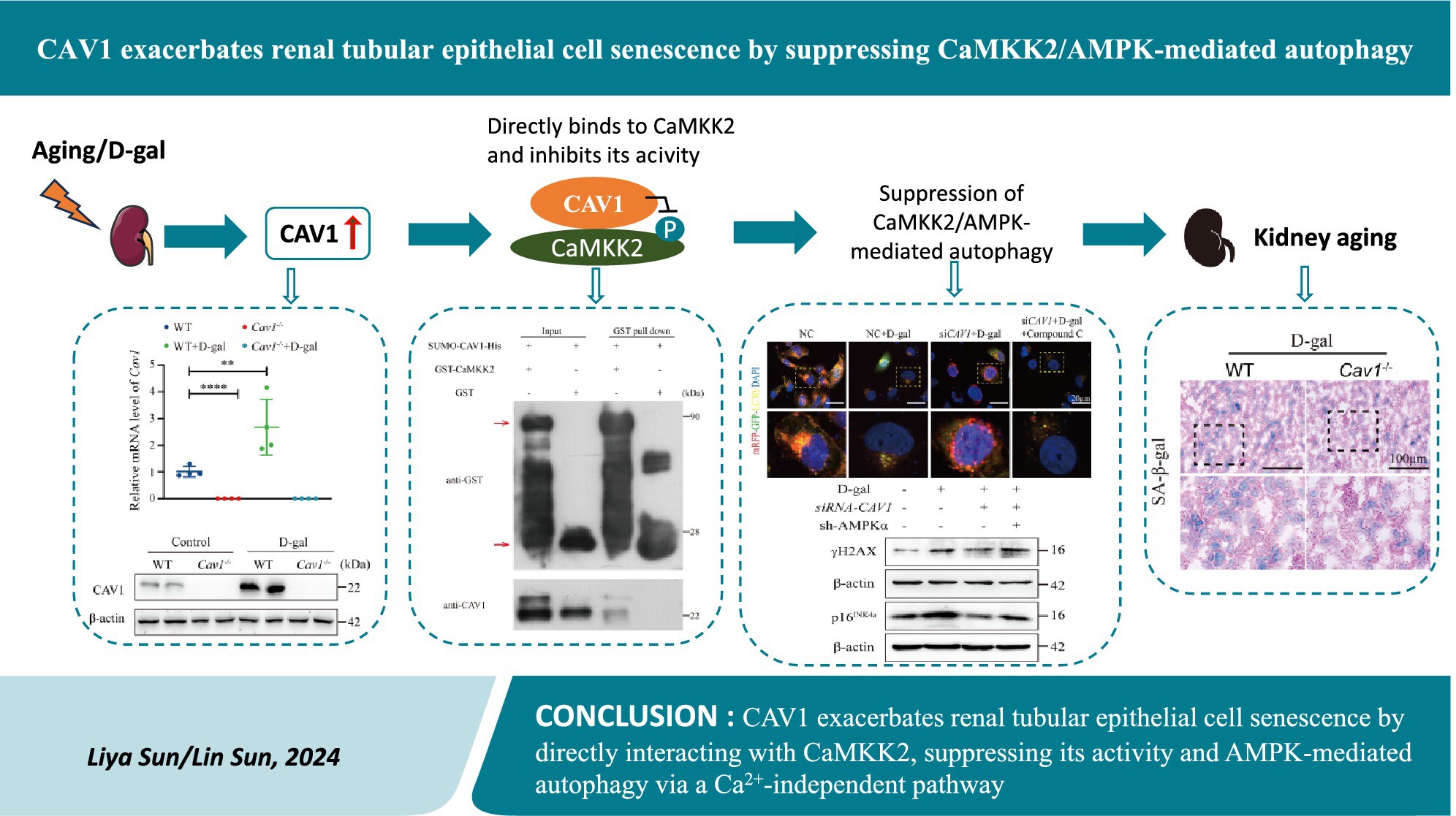 CAV1 Exacerbates Renal Tubular Epithelial Cell Senescence by Suppressing CaMKK2/AMPK-Mediated Autophagy