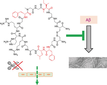 Designed Macrocyclic Peptides as Nanomolar Amyloid Inhibitors Based on Minimal Recognition Elements