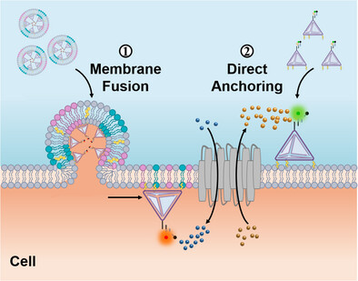 Selective Leaflet-Anchored DNA Nanoprobes for Simultaneous Monitoring of Juxta-Plasma Membrane Environments