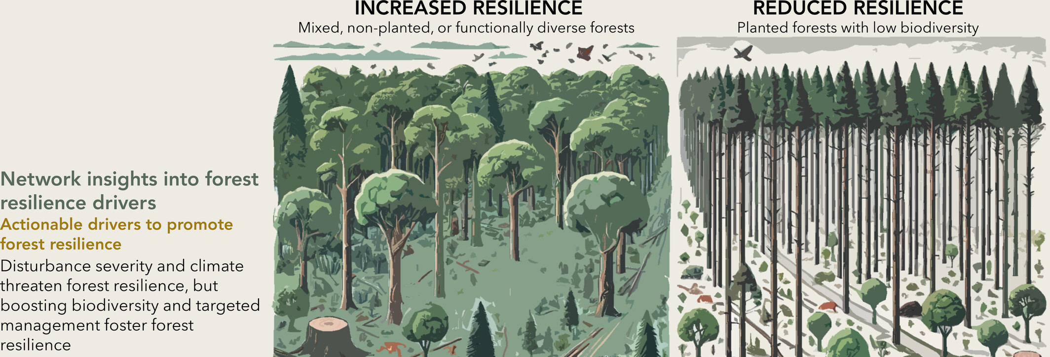 Biodiversity and Management as Central Players in the Network of Relationships Underlying Forest Resilience