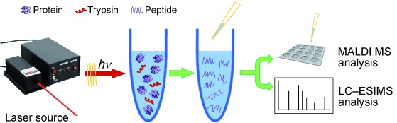 Efficient Tryptic Proteolysis Accelerated by Laser Radiation for Peptide Mapping in Proteome Analysis