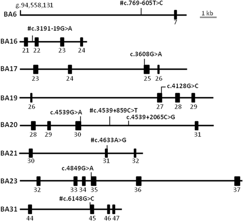 Details are in the caption following the image Details are in the caption following the image