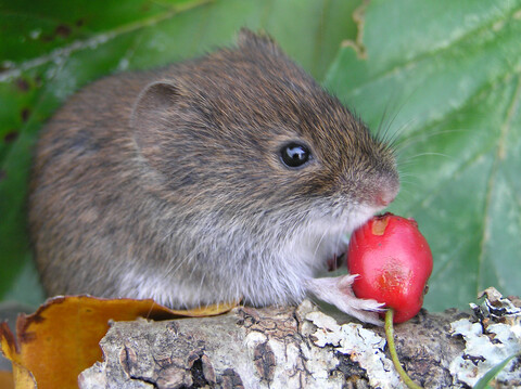 Niche differentiation in a postglacial colonizer, the bank vole Clethrionomys glareolus