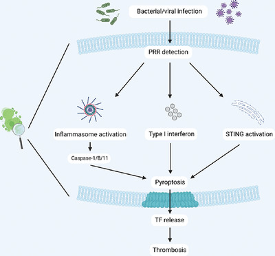 Innate immune signaling and immunothrombosis: New insights and therapeutic opportunities