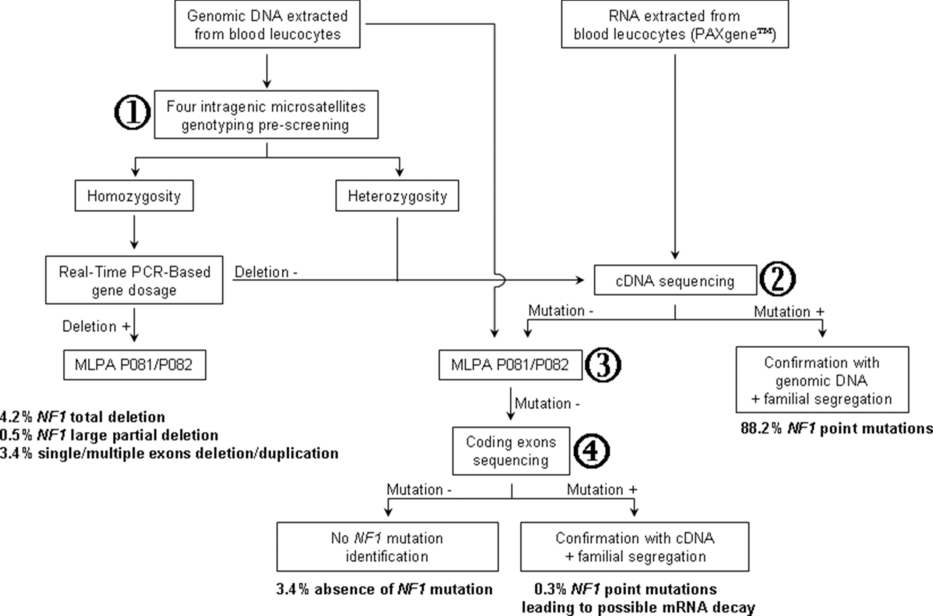 NF1 Molecular Characterization and Neurofibromatosis Type I Genotype–Phenotype Correlation: The French Experience