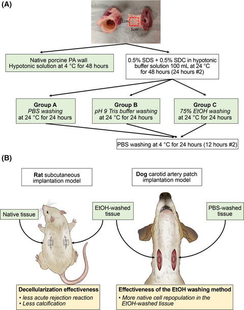 Effect of ethanol washing on porcine pulmonary artery wall decellularization using sodium dodecyl sulfate